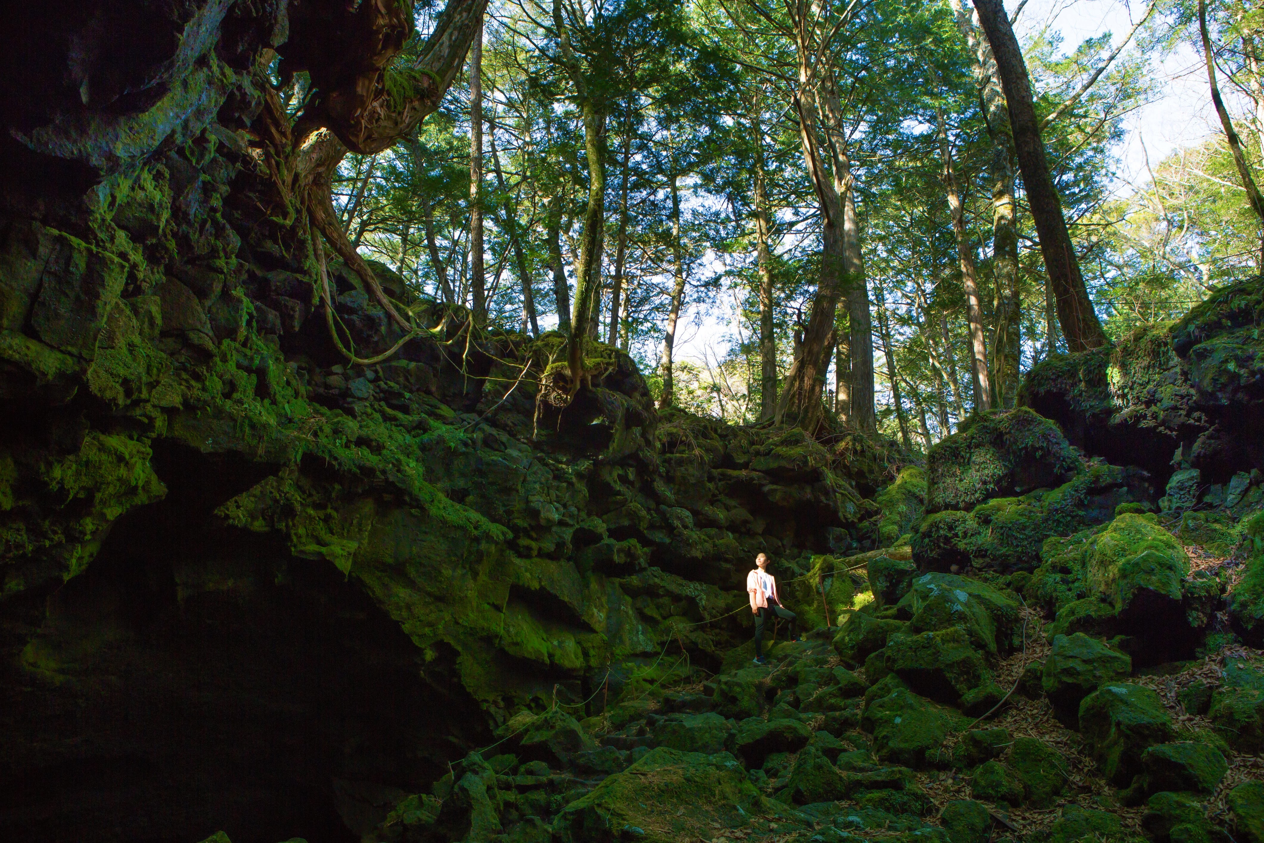 虹夕諾雅富士「樹海森呼吸」透過自然樹海力量療癒身心