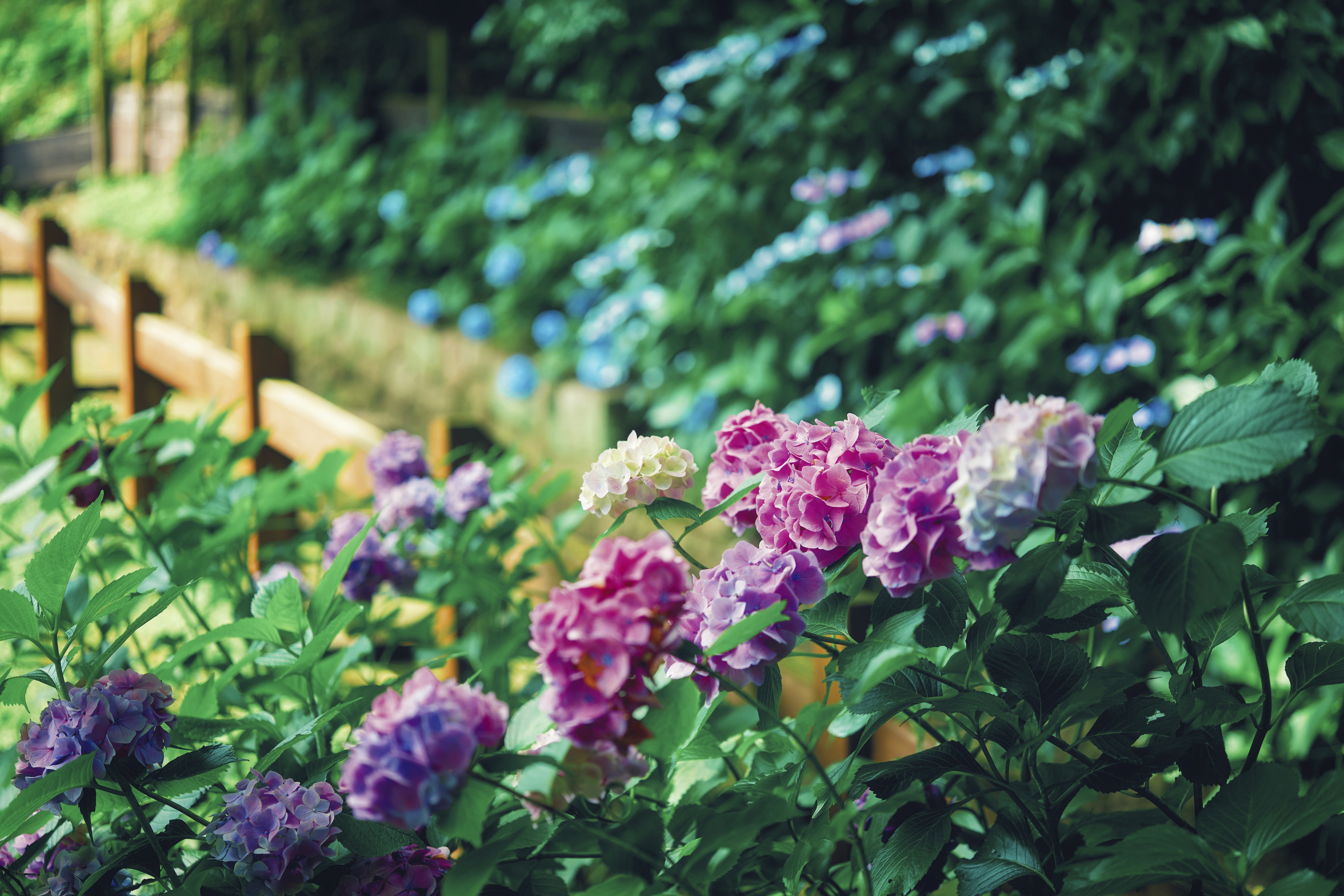 神戶初夏秘境：布引香草園的繡球花物語